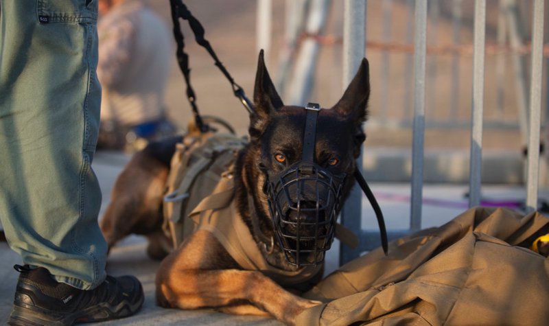 NSW seeks canine support