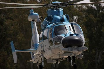 Panther prowls in the Middle East