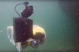 UDT 2016: Wasps, torpedoes and ASW