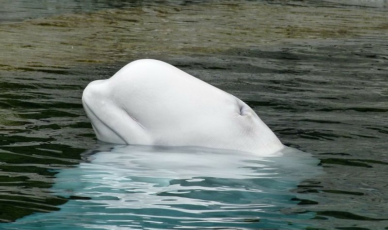 Opinion: All creatures great and small