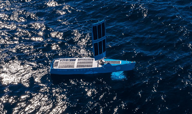 Aussie Bluebottles show signs of intelligence