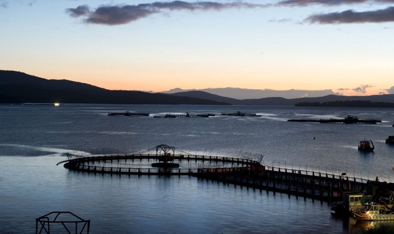 Huon Aquaculture expands Falcon fleet