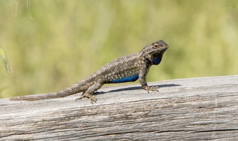 Iran accuses West of using lizards for nuclear spying