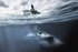 Quantum Systems enters maritime domain with Baltic-focused USV and UUV